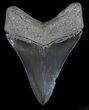 Serrated, Fossil Megalodon Tooth - Georgia #56355-2